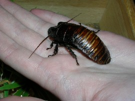 Мадагаскарский 

таракан